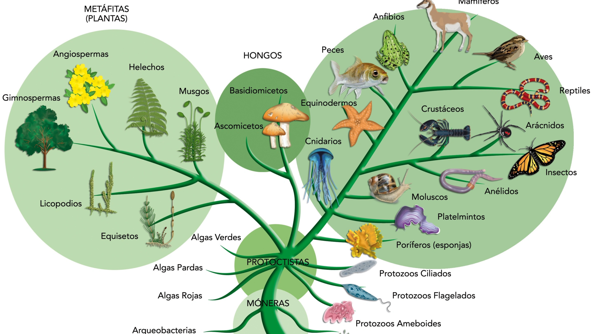 Three Days Online Workshop On Molecular Phylogenetics From Theory To ...